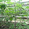 楮（こうぞ）2009年6月_1写真