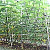 楮（こうぞ）2009年7月_1写真