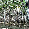 楮（こうぞ）2009年9月写真