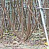 楮（こうぞ）2009年10月写真